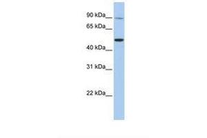 Image no. 1 for anti-Transient Receptor Potential Cation Channel, Subfamily V, Member 5 (TRPV5) (AA 38-87) antibody (ABIN6738564)