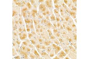 Immunohistochemistry of paraffin embedded mouse heart using Igfn1 (ABIN7074278) at dilution of 1:700 (400x lens) (IGFN1 抗体)