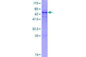 WDSUB1 Protein (AA 1-384) (GST tag)