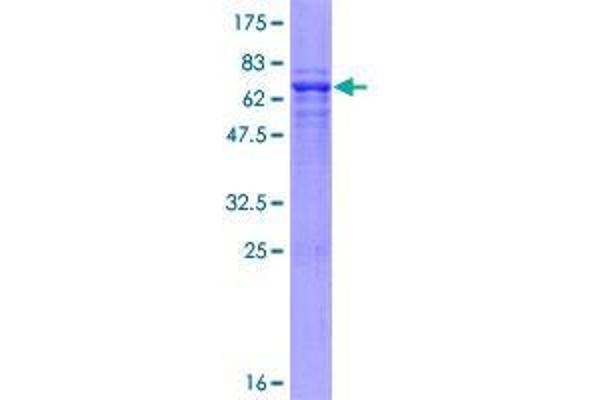 WDSUB1 Protein (AA 1-384) (GST tag)