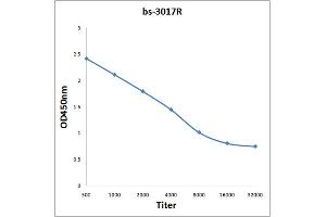 Antigen: 0. (PDPK1 抗体  (pTyr373, pTyr376))