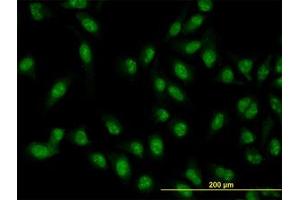 Image no. 3 for anti-XPA Binding Protein 2 (XAB2) (AA 1-856) antibody (ABIN599281) (XAB2 抗体  (AA 1-856))