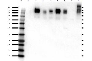 Western Blot of Rabbit anti-ZO-1 antibody Western Blot of Rabbit Anti-ZO-1 Antibody. (TJP1 抗体)