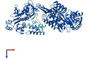 ALDH1L1 Protein (AA 1-902) (His tag)