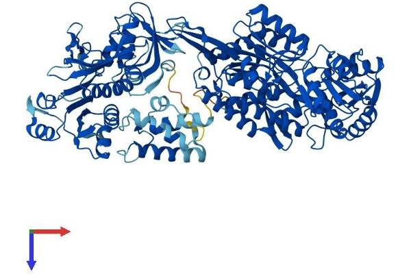 ALDH1L1 Protein (AA 1-902) (His tag)