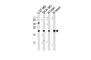 Western blot analysis of lysates from U-87 MG, SK-N-MC cell line, human heart and mouse heart tissue(from left to right), using HES5 Antibody (Center) (ABIN6243697 and ABIN6577744). (HES5 抗体  (AA 81-115))