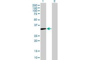 Western Blot analysis of S1PR4 expression in transfected 293T cell line by S1PR4 MaxPab polyclonal antibody. (S1PR4 抗体  (AA 1-384))