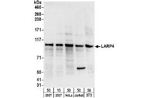 anti-La Ribonucleoprotein Domain Family, Member 4 (LARP4) (AA 674-724) antibody