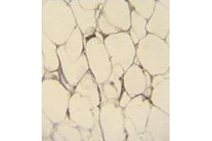 Immunohistochemistry analysis in formalin fixed and paraffin embedded human adipose tissue reacted with Fibulin-7 Antibody (N-term) followed by peroxidase conjugation of the secondary antibody and DAB staining. (FBLN7 抗体  (N-Term))