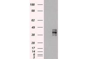 Image no. 2 for anti-POU Class 5 Homeobox 1 (POU5F1) antibody (ABIN1500354) (OCT4 抗体)