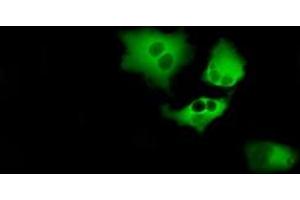 Image no. 6 for anti-Bruton Agammaglobulinemia tyrosine Kinase (BTK) antibody (ABIN1496972) (BTK 抗体)