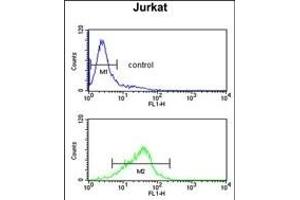 RBM14 Antibody (Center) (ABIN650783 and ABIN2839556) flow cytometric analysis of Jurkat cells (bottom histogram) compared to a negative control cell (top histogram). (RBM14 抗体  (AA 193-223))