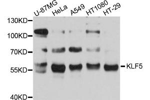 Western blot analysis of extracts of various cell lines, using KLF5 antibody (ABIN5971537) at 1/1000 dilution. (KLF5 抗体)