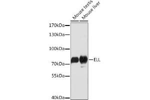 Western blot analysis of extracts of various cell lines, using ELL Rabbit pAb (ABIN7266923) at 1:1000 dilution. (ELL 抗体  (AA 350-450))