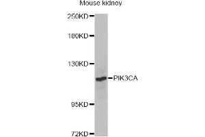 Western blot analysis of extracts of mouse kidney, using PIK3CA Antibody.