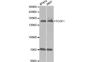 Western blot analysis of extracts of various cell lines, using TCOF1 antibody. (TCOF1 抗体  (AA 659-958))