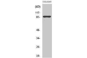 Western Blotting (WB) image for anti-Calnexin (CANX) (Ser196) antibody (ABIN3174141) (Calnexin 抗体  (Ser196))