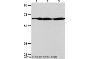 Western blot analysis of NIH/3T3 , Hela and 293T cell, using AIFM1 Polyclonal Antibody at dilution of 1:600 (AIF 抗体)