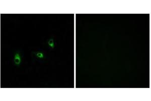 Immunofluorescence analysis of MCF-7 cells, using OR10G2 antibody. (OR10G2 抗体  (C-Term))