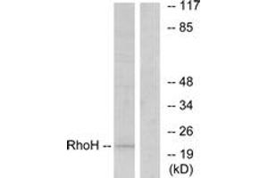 Western blot analysis of extracts from HT-29 cells, using RhoH Antibody. (RHOH 抗体  (AA 141-190))