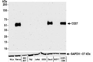 Western Blotting (WB) image for anti-CD27 Molecule (CD27) (AA 21-187) antibody (ABIN7455146) (Recombinant CD27 抗体  (AA 21-187))