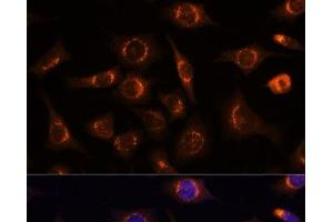 Immunofluorescence analysis of L929 cells using NUCB1 Polyclonal Antibody at dilution of 1:100 (40x lens). (Nucleobindin 1 抗体)