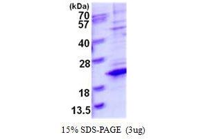 Image no. 1 for Transcription Elongation Factor A (SII)-Like 8 (TCEAL8) (AA 1-117) protein (His tag) (ABIN1098344)