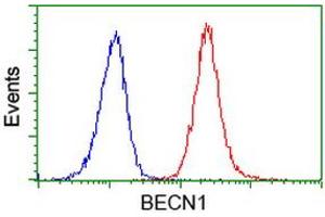 Image no. 3 for anti-Beclin 1, Autophagy Related (BECN1) antibody (ABIN1496869) (Beclin 1 抗体)