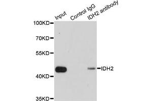 Immunoprecipitation analysis of 200ug extracts of MCF7 cells using 1ug IDH2 antibody. (IDH2 抗体)