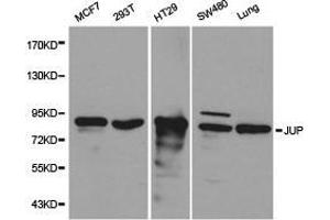 Western Blotting (WB) image for anti-Junction Plakoglobin (JUP) antibody (ABIN1873351) (JUP 抗体)
