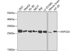 Western blot analysis of extracts of various cell lines using ANP32A Polyclonal Antibody at dilution of 1:1000. (PHAP1 抗体)