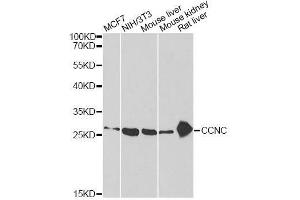 Western blot analysis of extracts of various cell lines, using CCNC antibody. (Cyclin C 抗体  (AA 1-283))