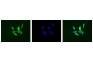 Immunofluorescence (IF) image for anti-CD40 (CD40) (Extracellular Domain) antibody (ABIN2451933) (CD40 抗体  (Extracellular Domain))