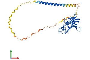 AlphaFold protein structure predicition of Mouse Recombinant Faslg Protein, UniprotID P41047