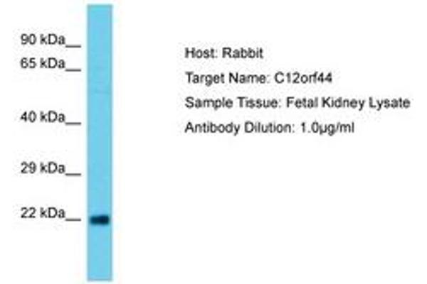 ATG101 anticorps  (AA 29-78)