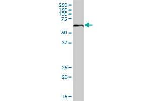 STS MaxPab polyclonal antibody. (STS 抗体  (AA 1-583))