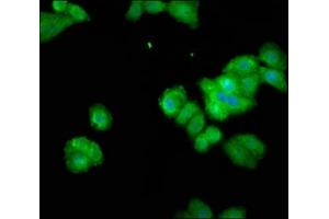 Immunofluorescence staining of HepG2 cells with ABIN7166179 at 1:100, counter-stained with DAPI. (THEMIS 抗体  (AA 547-641))