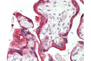 Anti-VOPP1 / ECOP antibody IHC staining of human placenta. (VOPP1 抗体  (Biotin))