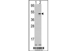 Western blot analysis of AURKB using rabbit polyclonal Aurora-B (ARK/STK12) Antibody using 293 cell lysates (2 ug/lane) either nontransfected (Lane 1) or transiently transfected with the AURKB gene (Lane 2). (Aurora Kinase B 抗体  (AA 283-313))