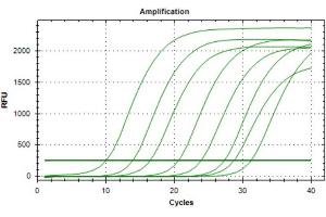 Polymerase Chain Reaction (PCR) image for Vascular Endothelial Growth Factor (VEGF) IQ-ELISA Kit (ABIN5680039) (VEGF IQ-ELISA 试剂盒)