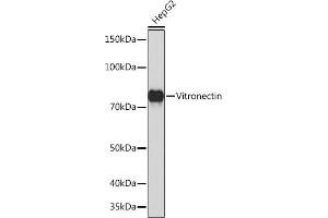 Western blot analysis of extracts of HepG2 cells, using Vitronectin Rabbit mAb (ABIN7271334) at 1:1000 dilution.