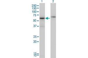 Western Blotting (WB) image for anti-Cleavage Stimulation Factor, 3' Pre-RNA, Subunit 2, 64kDa (CSTF2) (AA 1-577) antibody (ABIN560511)