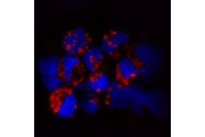 IF on human plasmacytoid dendritic cells. (TLR9 抗体  (AA 830-880))