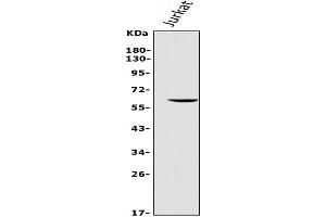 Western blot analysis of REC8 using anti-REC8 antibody (ABIN7599473).
