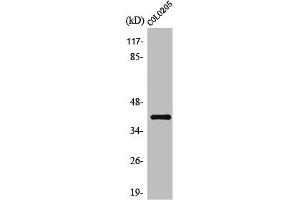 Western Blot analysis of COLO205 cells using Olfactory receptor 10D4 Polyclonal Antibody (OR1D4 抗体  (Internal Region))