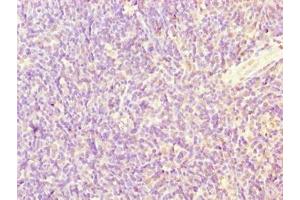 Immunohistochemistry of paraffin-embedded human thymus tissue using ABIN7169591 at dilution of 1:100 (Sideroflexin 4 抗体  (AA 2-110))