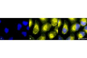 Immunocytochemistry/Immunofluorescence analysis using Rabbit Anti-PDI Polyclonal Antibody . (P4HB 抗体  (AA 409-509) (FITC))