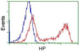 HEK293T cells transfected with either RC223612 overexpress plasmid (Red) or empty vector control plasmid (Blue) were immunostained by anti-HP antibody (ABIN2453134), and then analyzed by flow cytometry. (Haptoglobin 抗体)