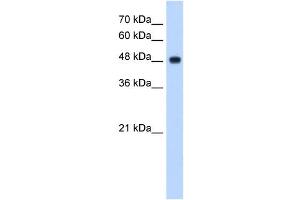 NDUFV1 antibody used at 2.