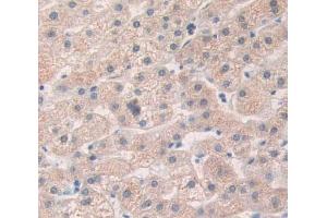 Used in DAB staining on fromalin fixed paraffin- embedded Kidney tissue (HAND1 抗体  (AA 1-215))